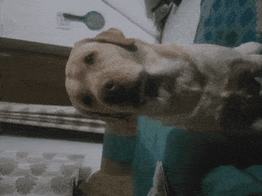 a dog is laying on a bed and looking at something