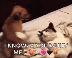 a dog and a cat are laying on a bed and the dog is saying i knowzz you wuuv me .