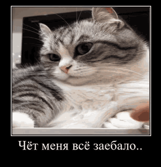 a picture of a cat in a frame with russian writing on it