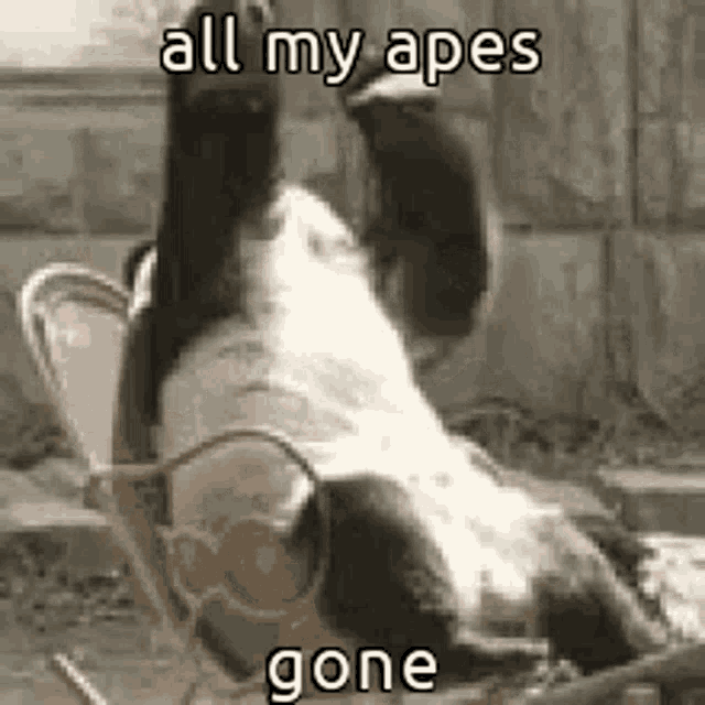 Animals With Captions Nft GIF - Animals With Captions Nft Bored Ape GIFs