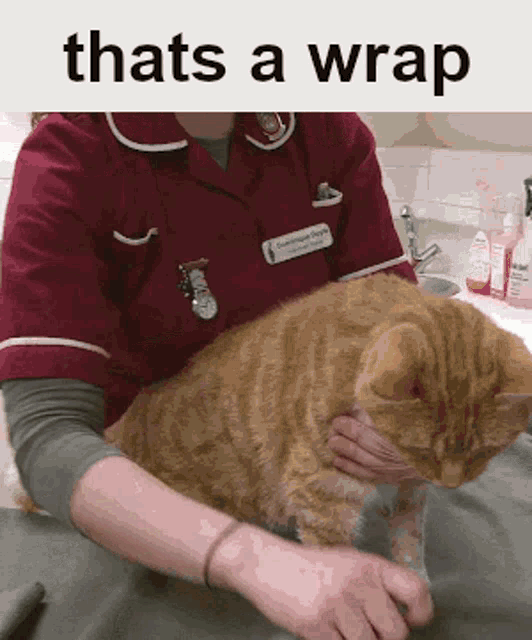 Thats A Wrap Wrap It Up GIF - Thats A Wrap Wrap It Up Cat GIFs