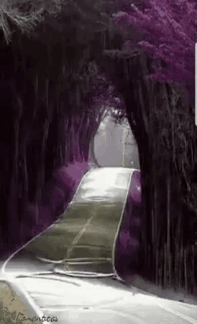 a road going through a tunnel of purple trees