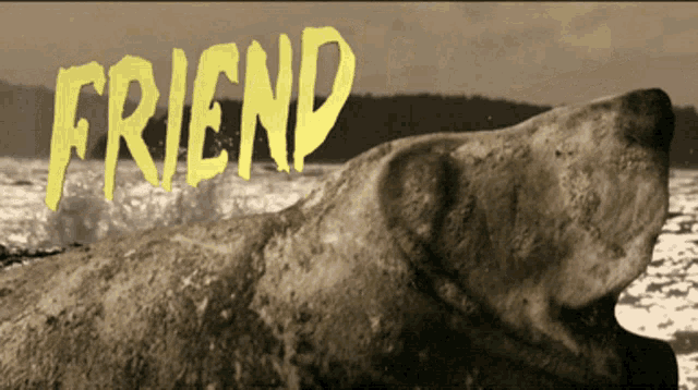 a picture of a polar bear with the word friend in yellow letters