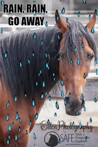 Save A Forgotten Equine Safe GIF - Save A Forgotten Equine Safe Horse GIFs