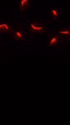 a pixel art illustration of a sunset with a black background