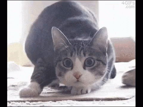 Cat Wiggle GIF - Cat Wiggle Shaq GIFs