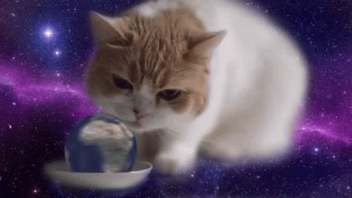 Cat Eating GIF - Cat Eating Licking GIFs