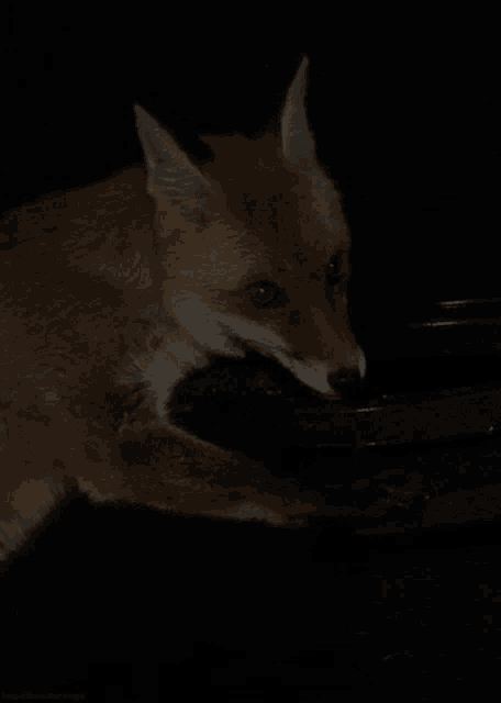 a close up of a fox in the dark with a black background