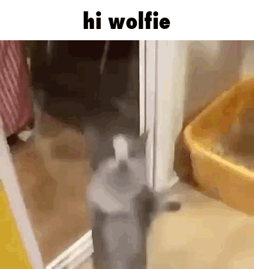 Hi Cat GIF - Hi Cat Hi Wolf GIFs