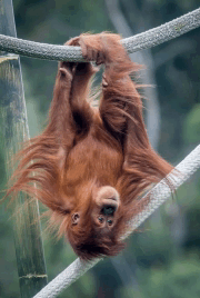 Orangutan Waiting GIF - Orangutan Waiting GIFs