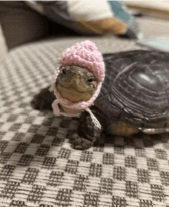 a small turtle wearing a pink hat is sitting on a checkered blanket .