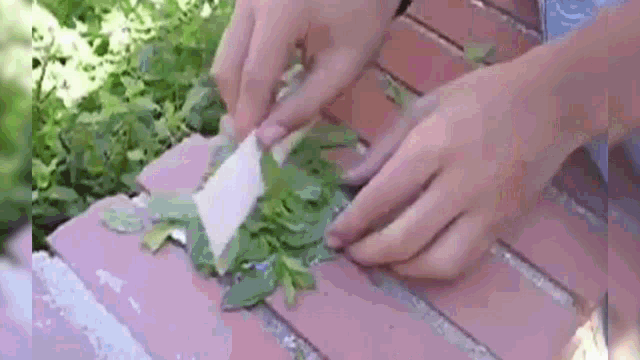 a person is cutting leaves with a knife on a brick sidewalk .