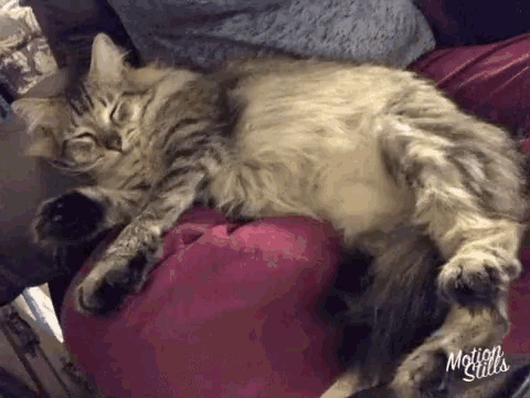 a cat is laying on a pink pillow with motion stills written in the corner