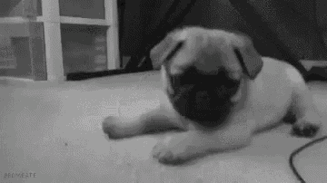 a black and white photo of a pug puppy laying on a carpet .