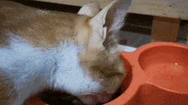 a cat is eating from a red bowl on a table