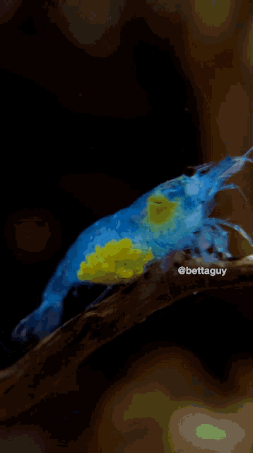 a blue shrimp with yellow spots on it is sitting on a branch
