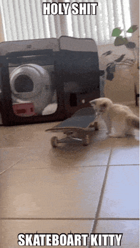 a kitten is riding a skateboard and the caption says holy shit skateboard kitty