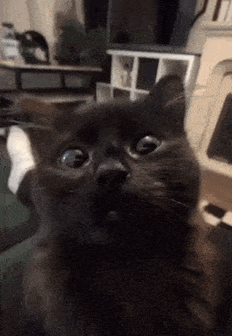 a black cat with a surprised look on its face looks at the camera
