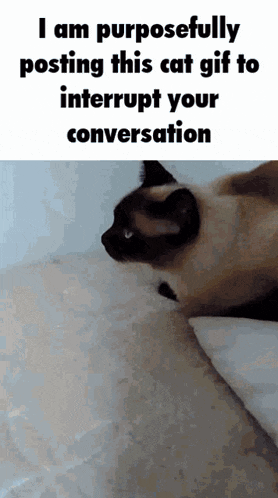 a gif of a cat that says " i am purposefully posting this cat gif to interrupt your conversation " on the bottom
