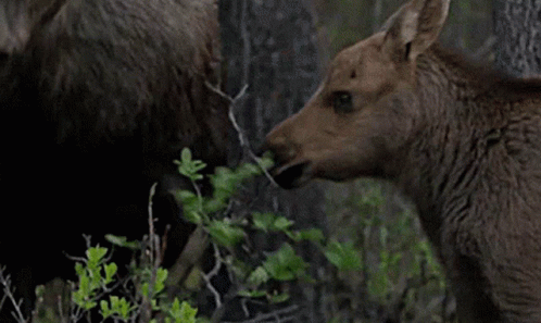 Moose Moose Calf GIF - Moose Moose Calf Animals Eating GIFs