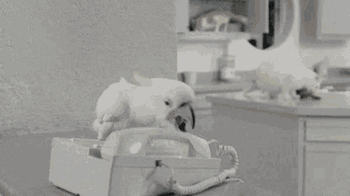 a white parrot is talking on a telephone