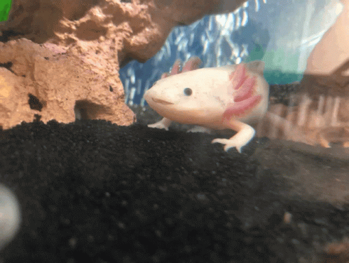 Axolotl Burp GIF - Axolotl Burp Baby GIFs
