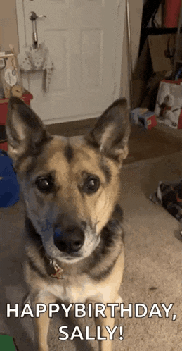 a german shepherd dog is sitting on the floor and says happy birthday sally .