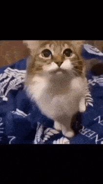 a cat is standing on its hind legs and looking at the camera .