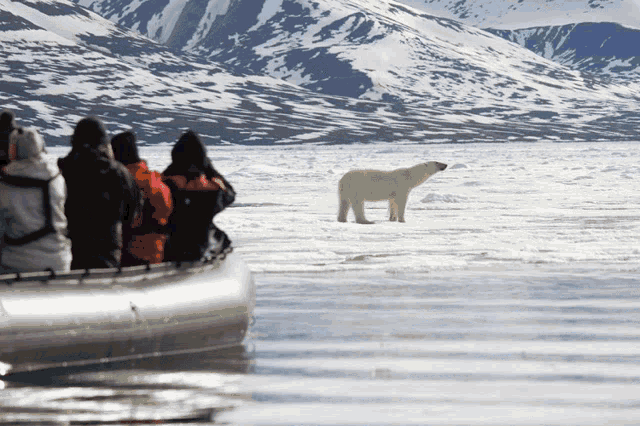 a group of people looking at a polar bear standing in the water