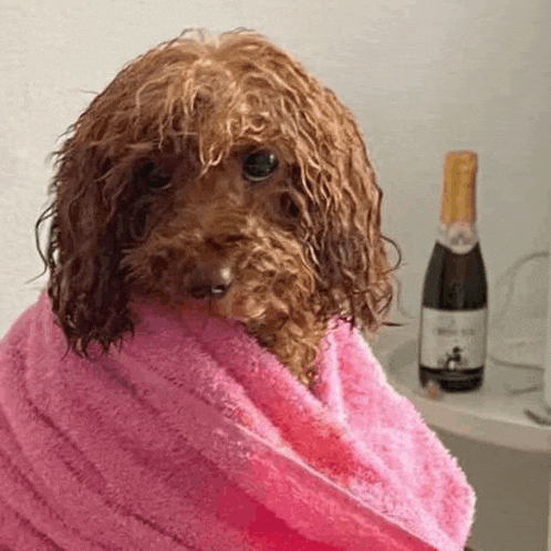 a wet poodle wrapped in a pink towel next to a bottle of champagne .