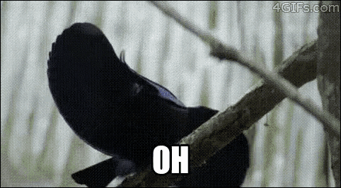 a black bird is perched on a tree branch with the word oh written on it .