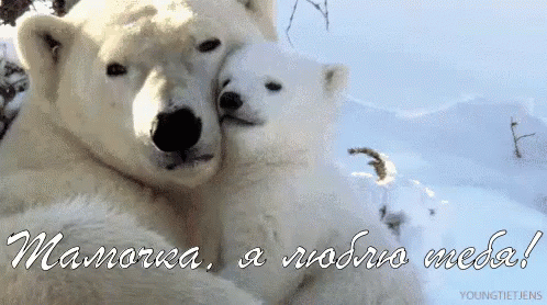 деньматери медведи обнимашки люблю мама GIF - Mothers Day Ice Bear Snow Bear GIFs
