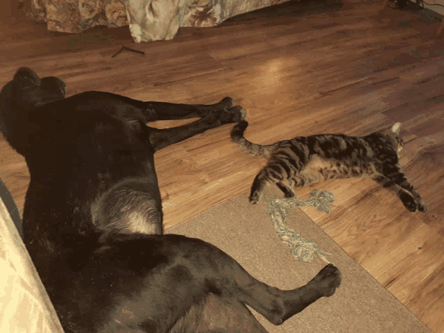 a dog and a cat are laying on a wood floor