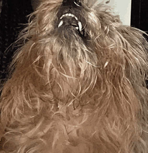 a close up of a dog 's fur with its mouth open