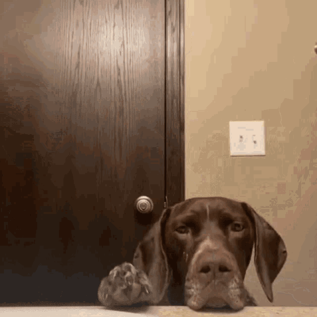 a brown dog peeking through a door with its paw on the door