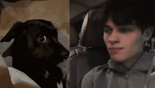 a picture of a dog next to a picture of a man in a car