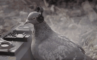 a pigeon wearing headphones is sitting on a turntable