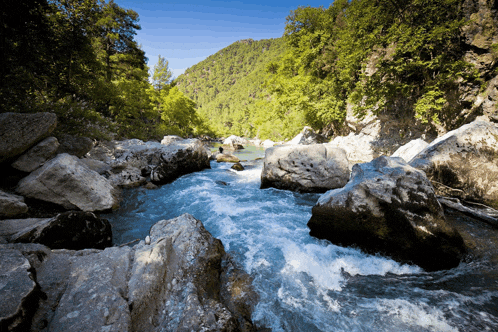 a river runs through a lush green forest