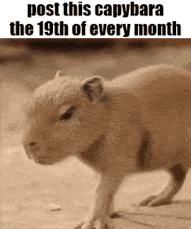 a picture of a capybara with the caption post this capybara the 19th of every month .