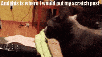 a cat scratching a blanket with the words and this is where i would put my scratch post below it