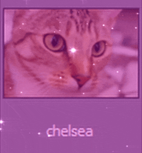 a picture of a cat on a purple background with the name chelsea on the bottom