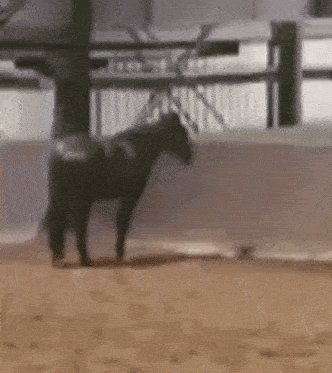 a small black horse is standing in the dirt in a stable .