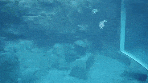 a couple of seals are swimming in the ocean .