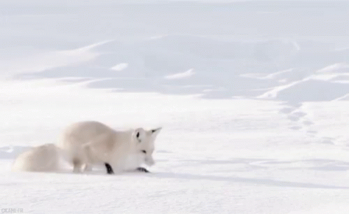 Arctic Fox Derpy GIF - Arctic Fox Derpy GIFs