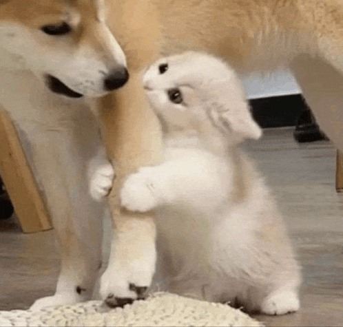 a dog and a kitten are playing with each other . the kitten is holding onto the dog 's leg .