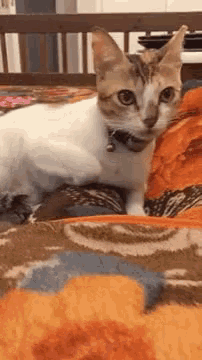 a cat is sitting on top of a blanket on a bed and looking at the camera .