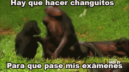 Hay Que Hacer Changuitos Para Que Pase Mis Examenes GIF - Hacerchanguitos Changuitos Suerte GIFs