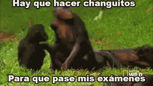 a group of monkeys are playing in the grass and the caption says hay que hacer changuitos para que pase mis examenes