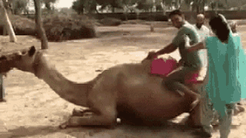 Camel Person GIF - Camel Person Falling GIFs