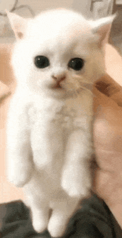 Cat Scared GIF - Cat Scared GIFs
